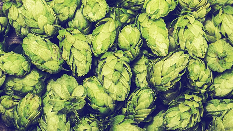 La liste complète de toutes les variétés de houblon sur Terre